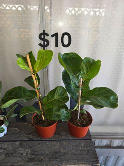 Fiddle leaf fig tree