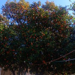 Fresh Organic Kumquat