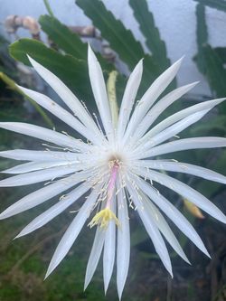 Blooming White Epiphyllum orchid cactus Bonsai