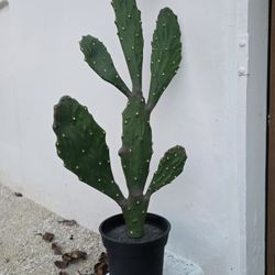 IKEA FEJKA Artificial Potted Plant (set of 4) - Cactus 704.908.87