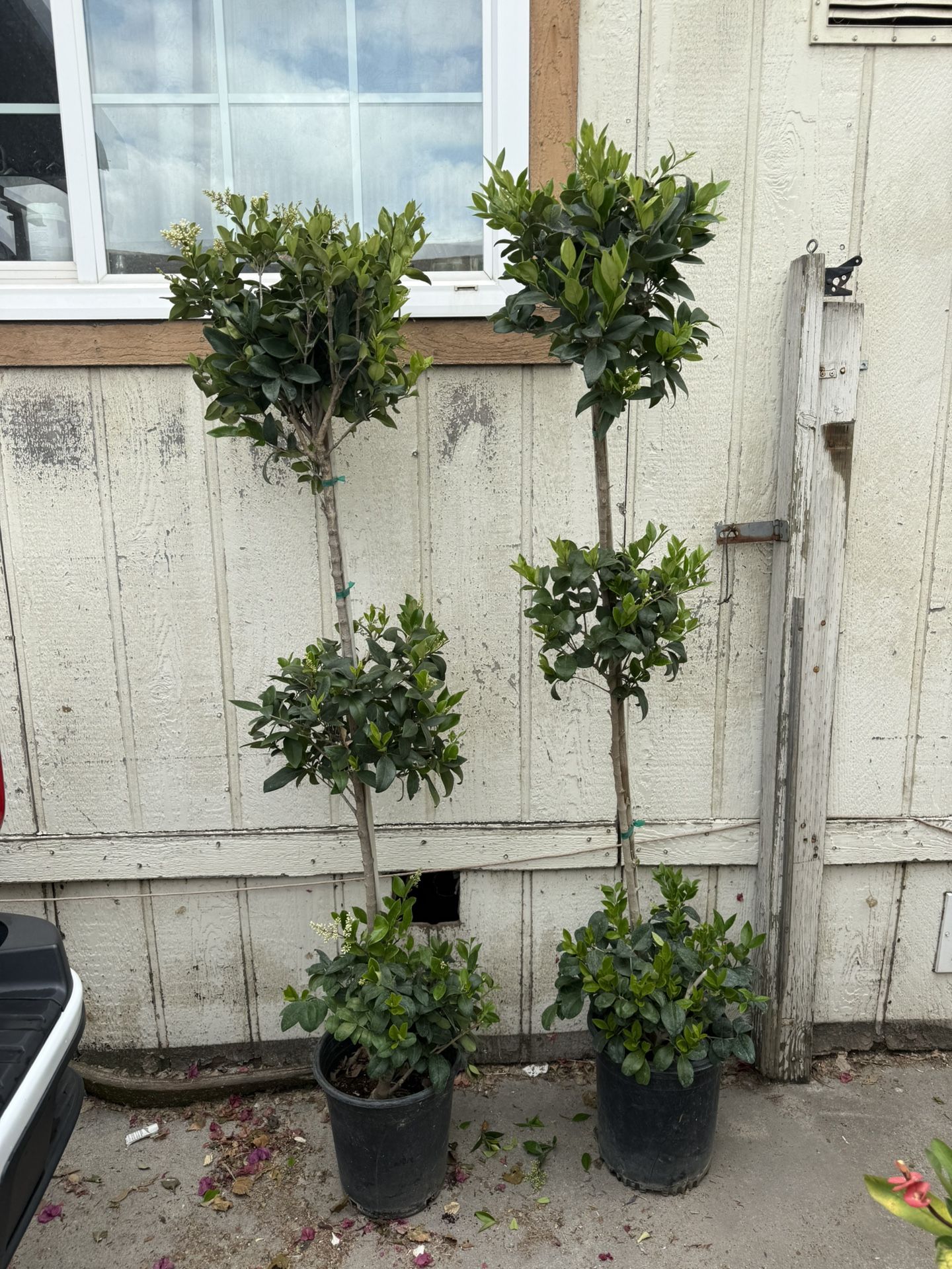 Texas Privet Topiary Tree