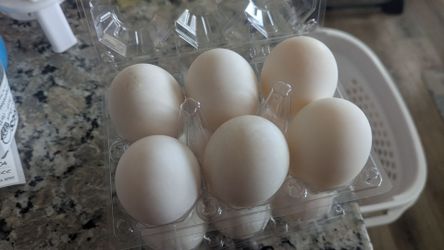 Fresh Pekin Duck Eggs