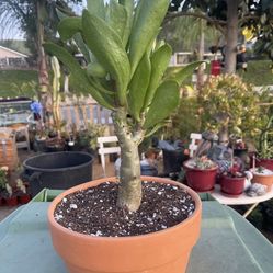 Tylecodon Plant I Have Four Available