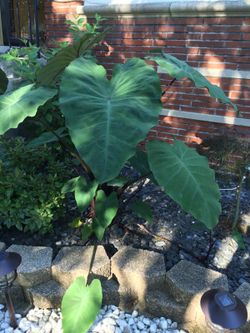 Elephant Ear Plants