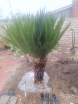 Big sago plantready to dig out