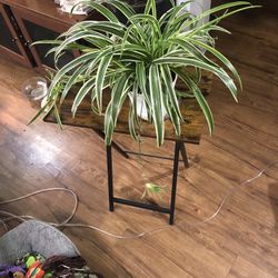 Large Spider Plant 