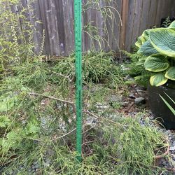  Cypress Tree In Large Concrete Yard Planter Statement Piece 
