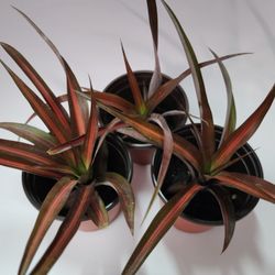 Ananas lucidus 'Lava Burst' Orange Variegated Pineapple House Plant