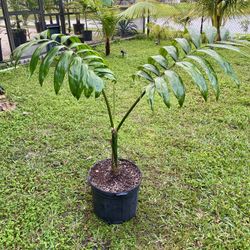 Flamethower palm (Chambeyronia macrocarpa) 7g