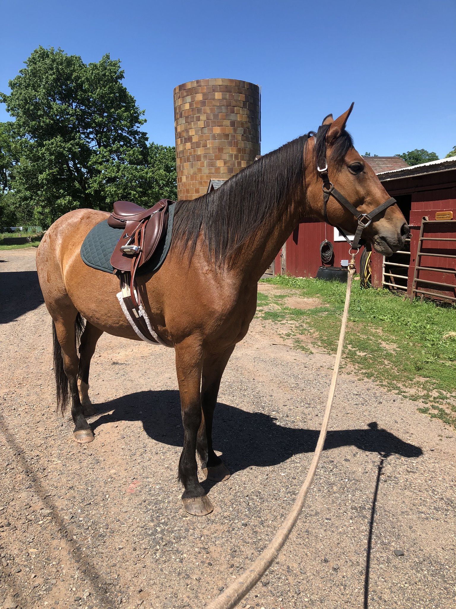 Bates Hunter Jumper Saddle