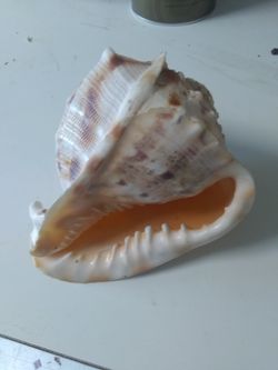 Sea shell