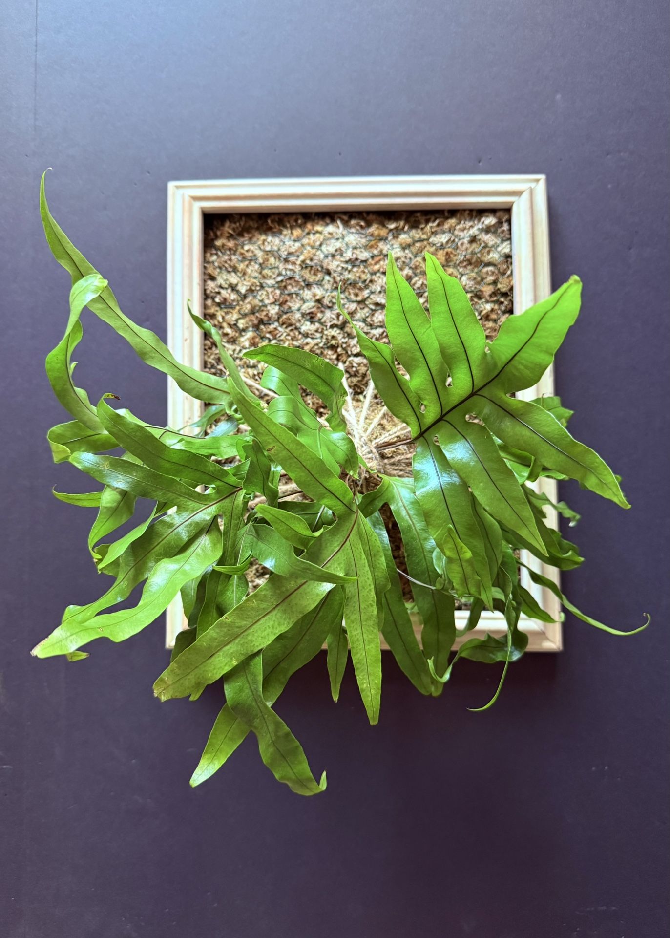 Framed Kokedama Plant Wall Art