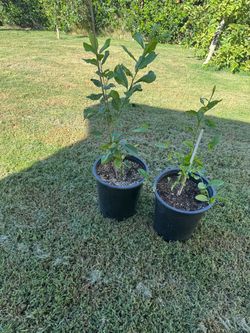 Lemon 🍋 tree