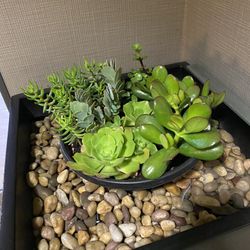 Succulents Plants 
