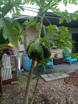 Papaya Tree