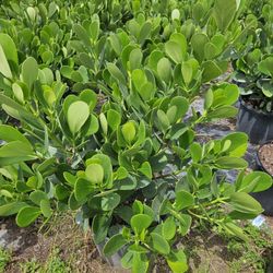 clusias Staring small  $9  and up 