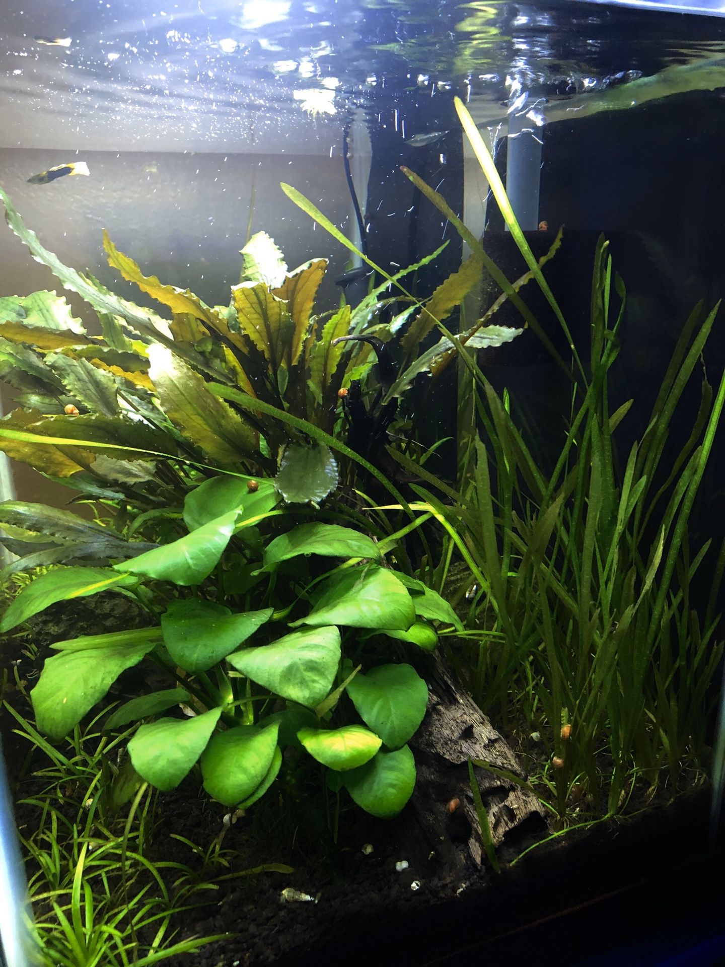 20 Gallon planted fish tank non co2 injected