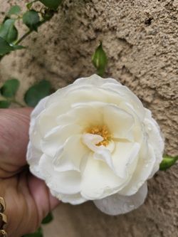White Iceberg Rose Pot