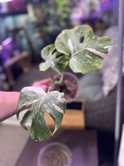 Monstera Thai Constellation