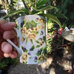 Lucky Bamboo And Teacup House Plants