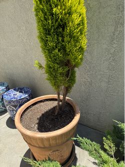 Lemon cypress in pot #2