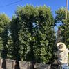 Pine Hills Nursery