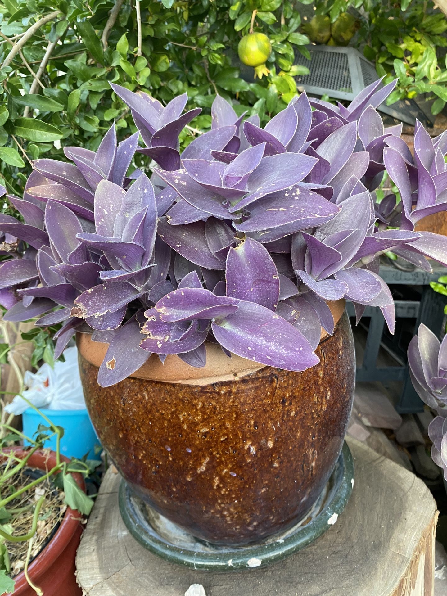 Tradescantia Natural Plant