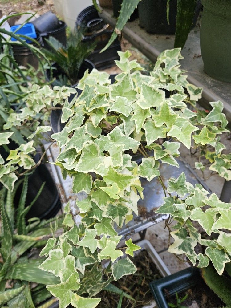 Golden English Ivy