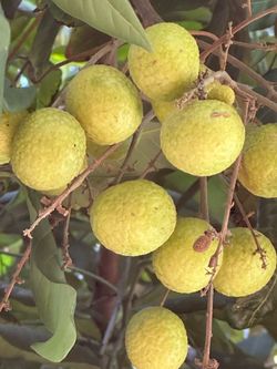Longans - organic supper sweet and juicy