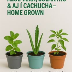 🌿 Fresh Potted Mint, Aloe Vera & Verbena – Home Grown