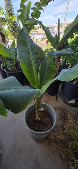 Banana Tree