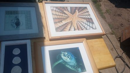 Sea Life Picture Frames