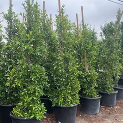 Ficus Nitida 25 Gallon Privacy