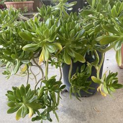 Stone Tree Crop (succulents When Small)