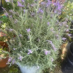 Lavender $25 Plant