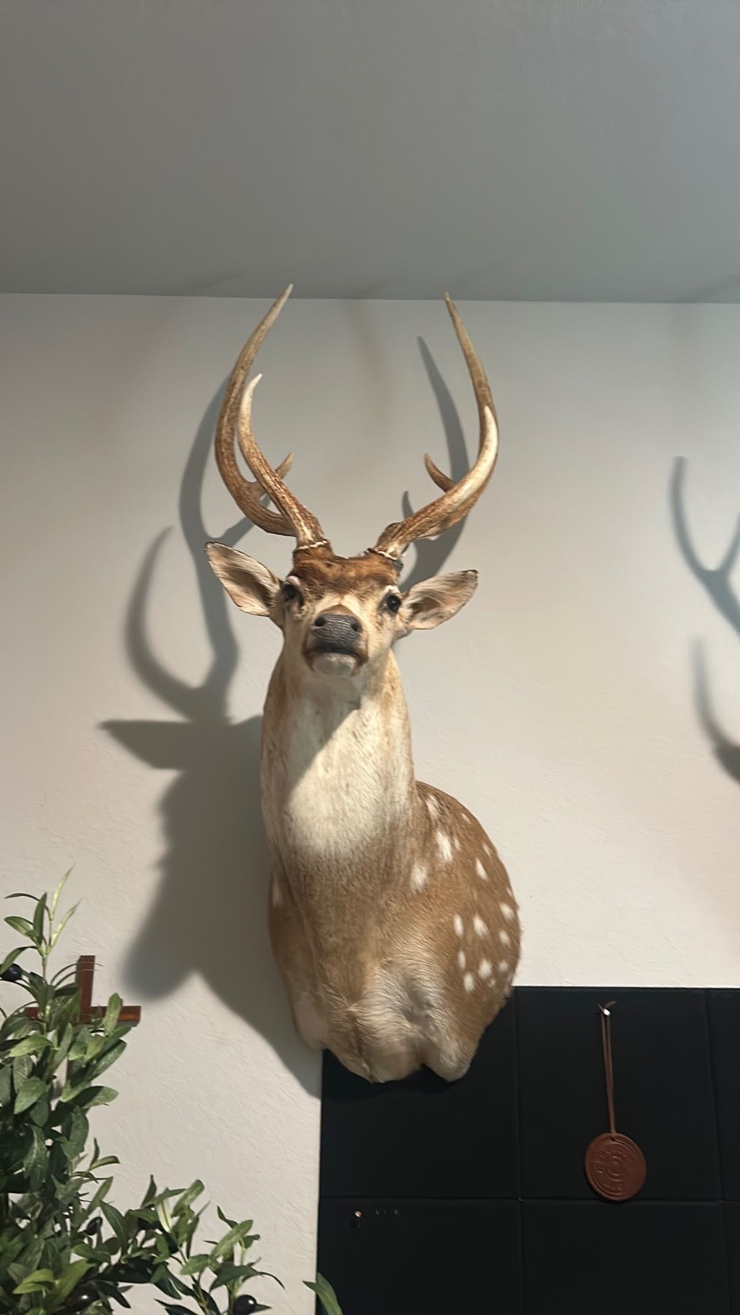 Axis deer