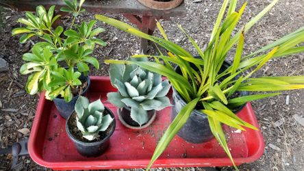 Plant sale