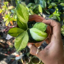 Hoya Lisa Variegated Live Plant
