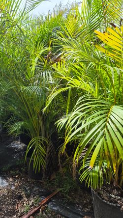Arecas Palms 6 feet Tall. Instant privacy