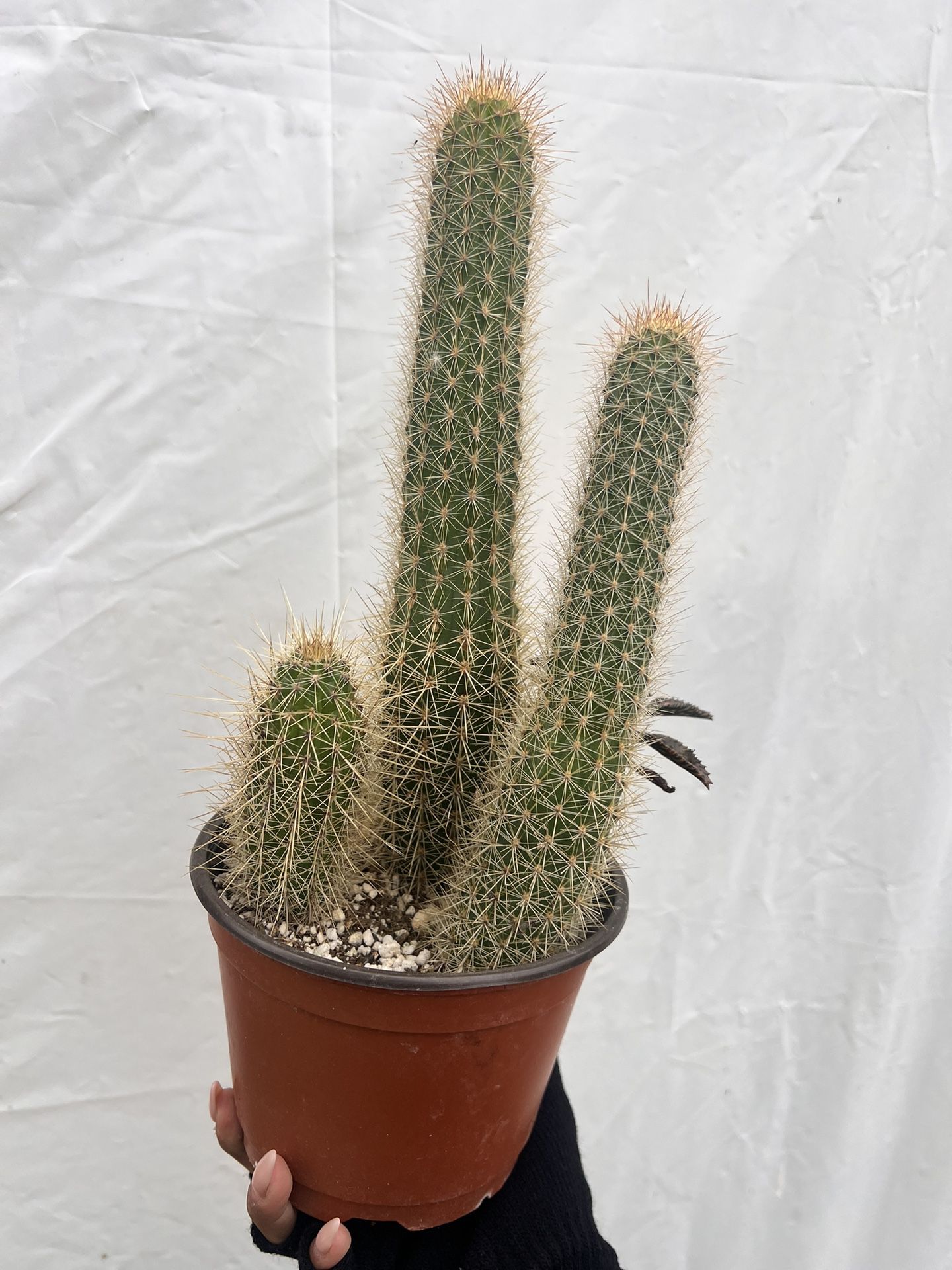 Cactus plant 6 inch pot 