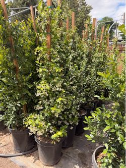 Star Jasmin 15 gal