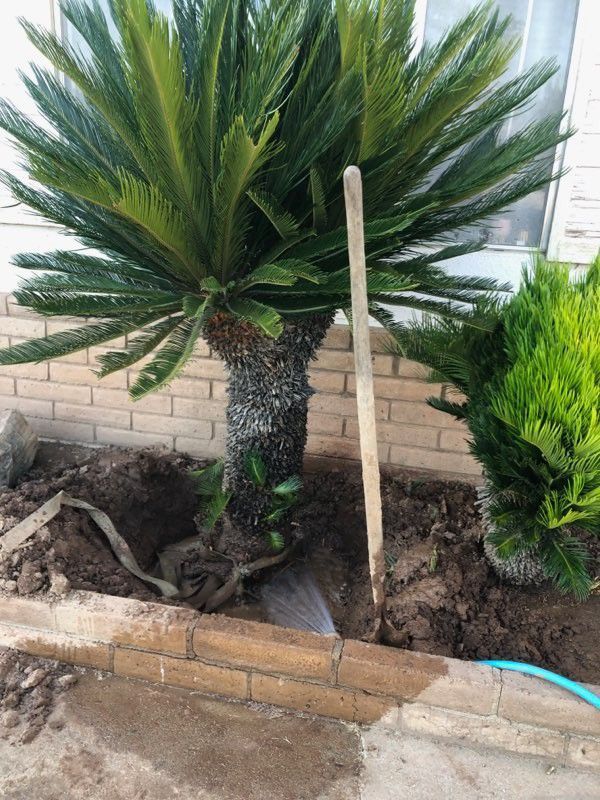Saigon Palms Nice Size 4 To 5 Feet Tall One Is About 6 Ft