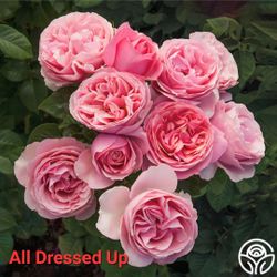 All Dressed Up Rose Plant in 1-gallon pot. Pick Up in Millbrae. Own Root Plant. 