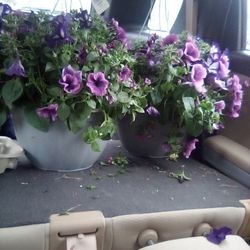 Hanging Flower Baskets 2 For $30