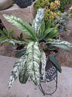 Variegated Peace Lilly Plant $45