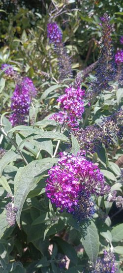 Butterfly plant.