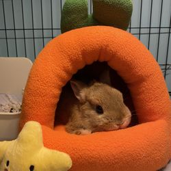 small pet hideout bed for rabbits guinea pig chinchilla