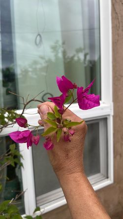 Bougainville