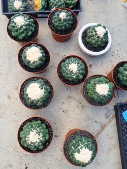 $70 each Rare Cactus - Coryphantha elephantidens cv. Inermis (5")