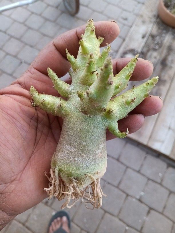 Big Arm Arabicum 